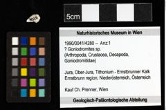 Foto (Objekt + Etiketten) von ? Goniodromites sp. 
